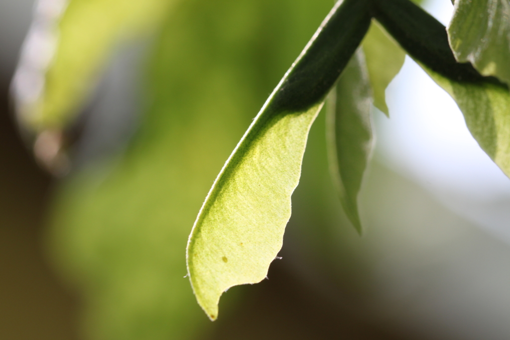 My namesake in nature: a Samara. 