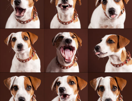 Don’t Throw Your Sanity To The Dogs