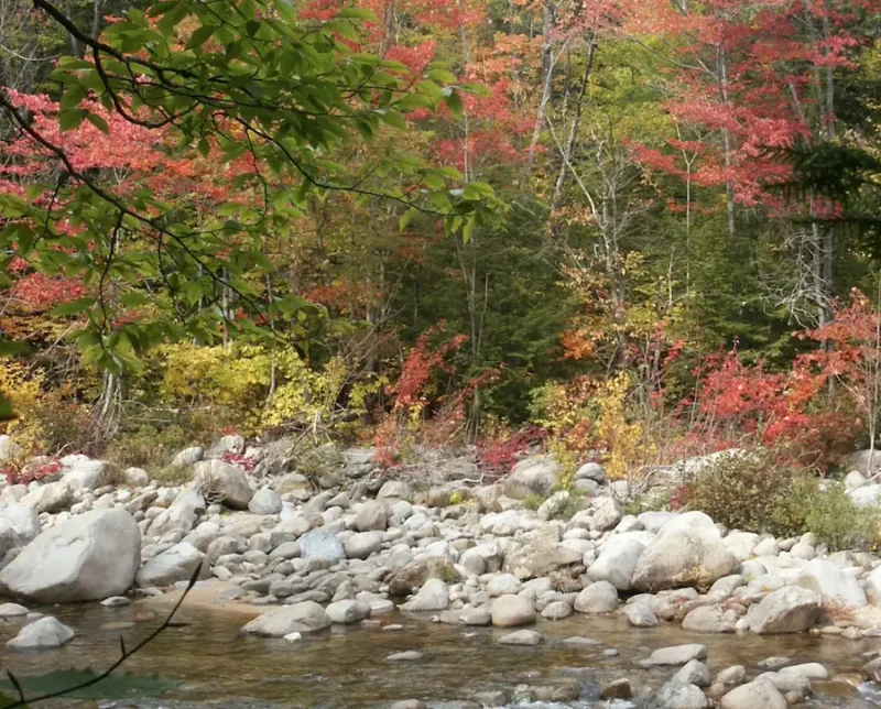 Fall Forest & Rocks