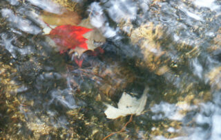 Leaf in Water