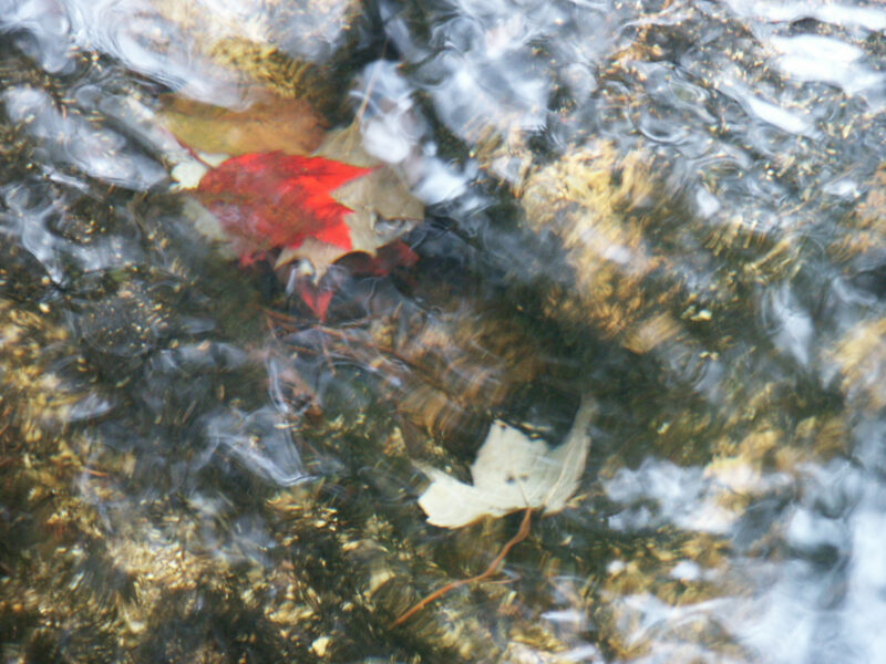 Leaf in Water